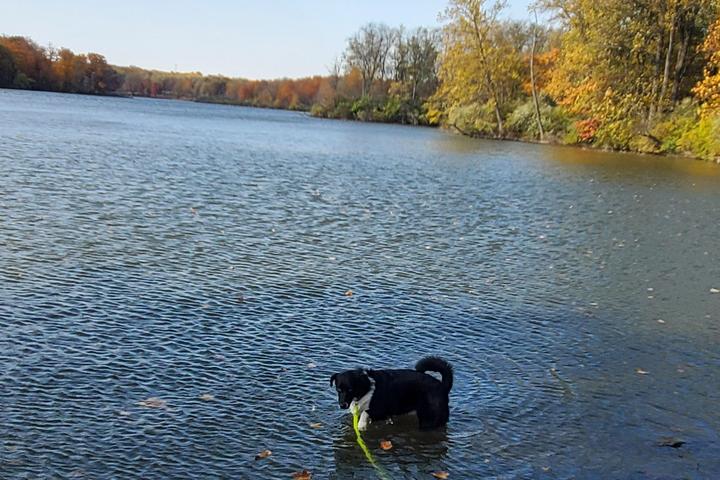 Pet Friendly Moraine View State Recreation Area