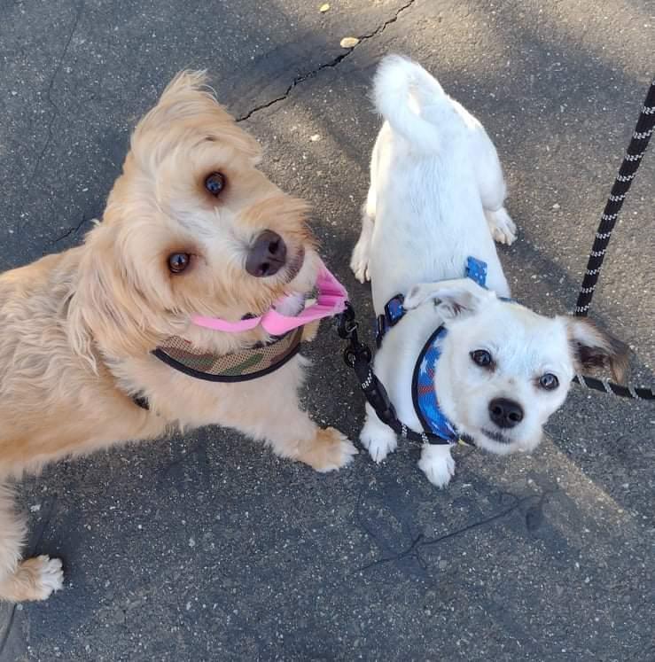 Good Dogs Pet Sitting LLC