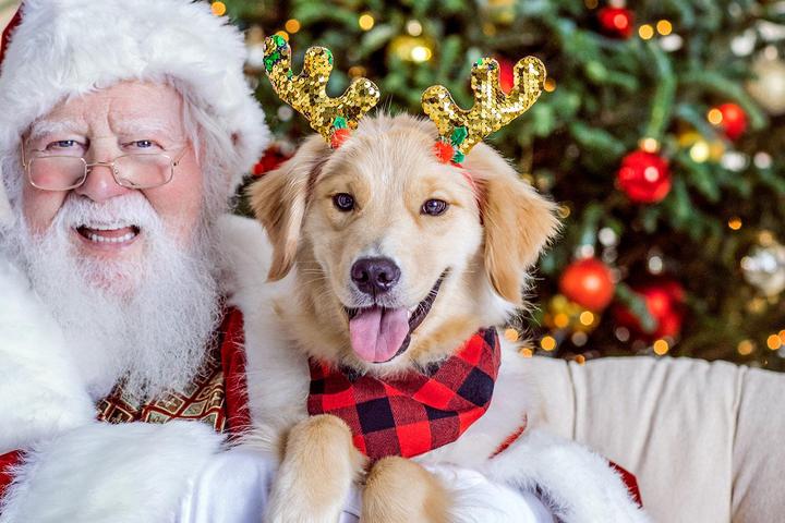 Pet Friendly Pet Photos with Santa