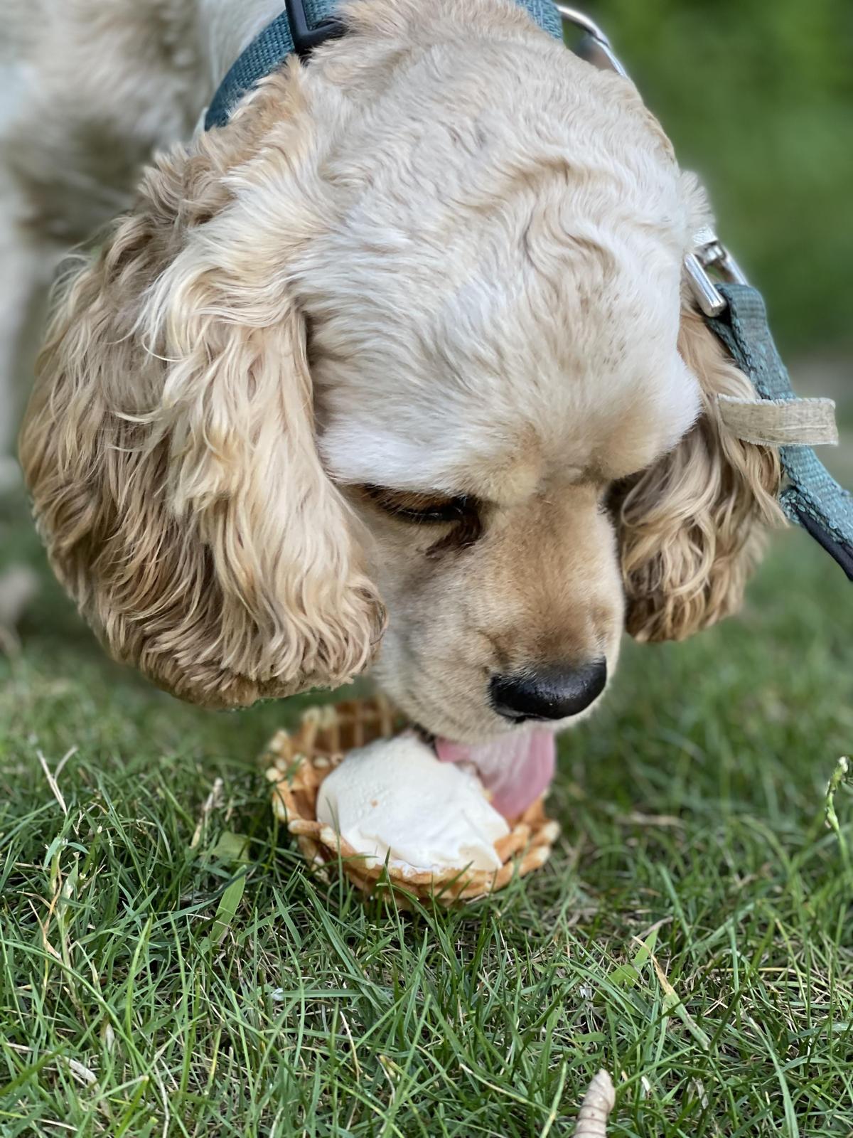 Dog Friendly Ice Cream Shops in Depew NY BringFido