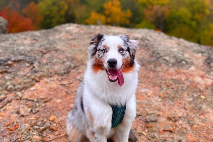 Pet Friendly Bromide Lookout at Chickasaw National Recreation Area