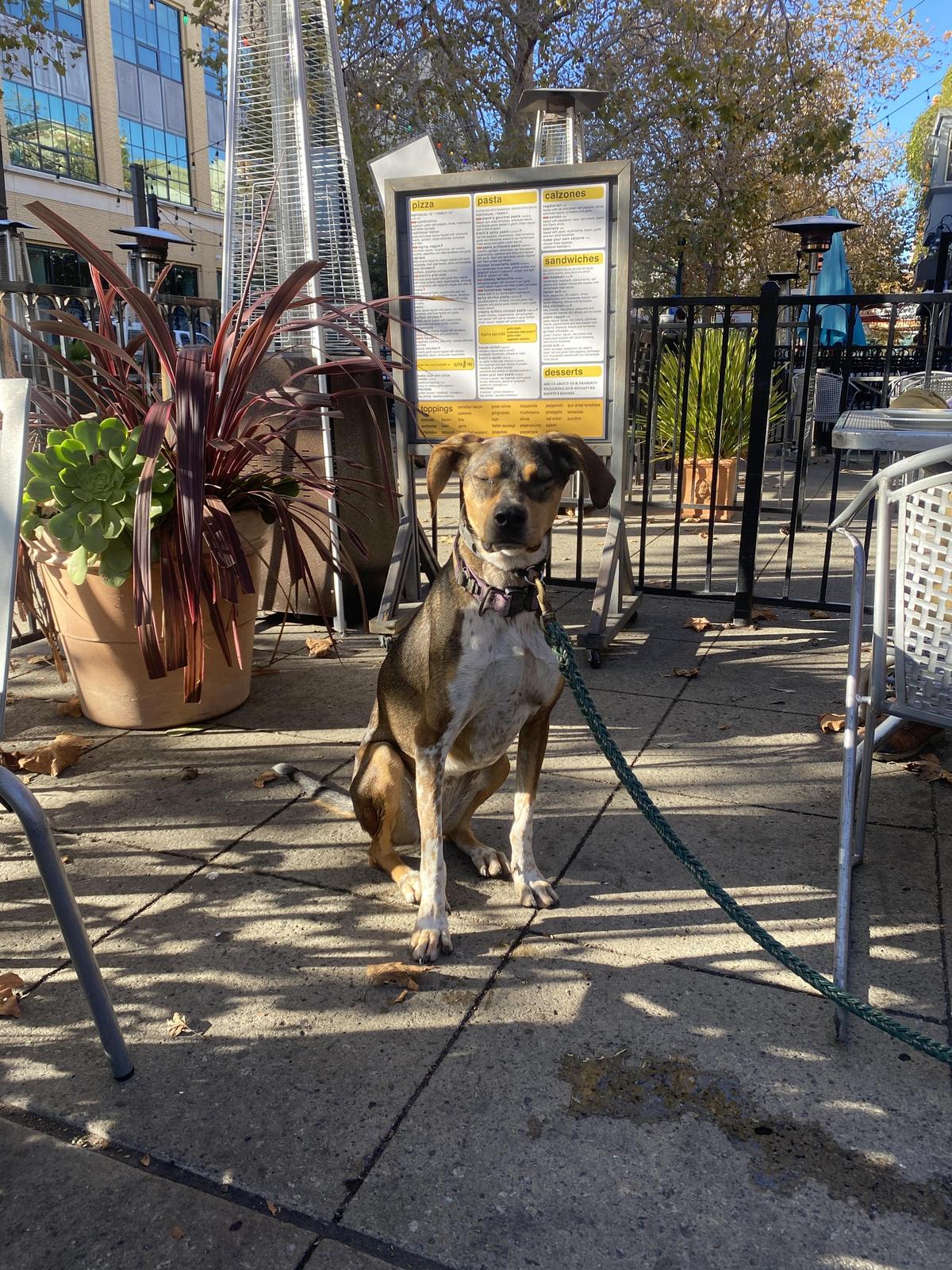 Dog Friendly Italian Restaurants in Santa Cruz CA BringFido