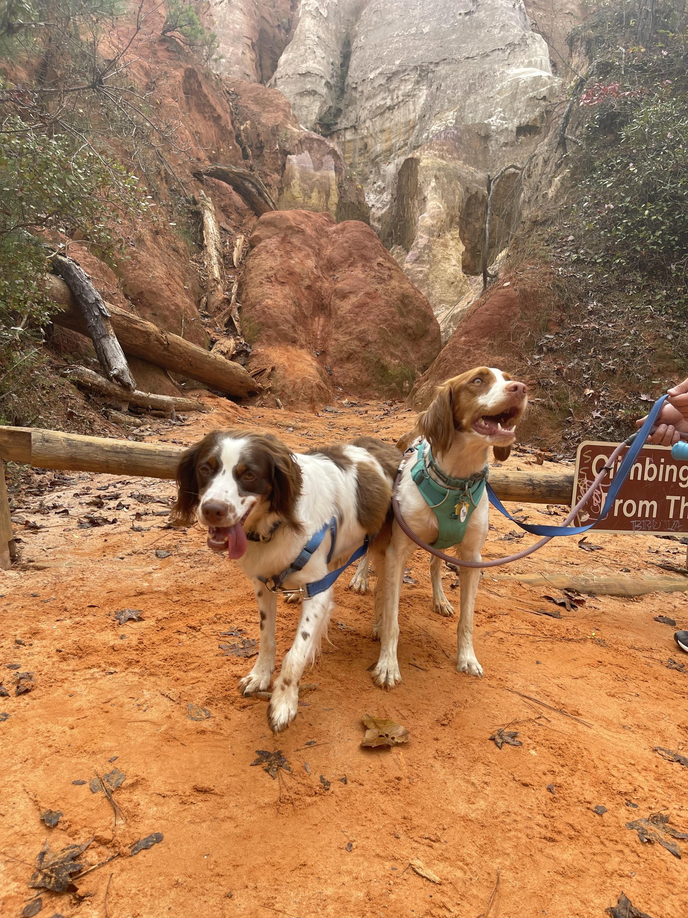 Pet Friendly Providence Canyon State Park