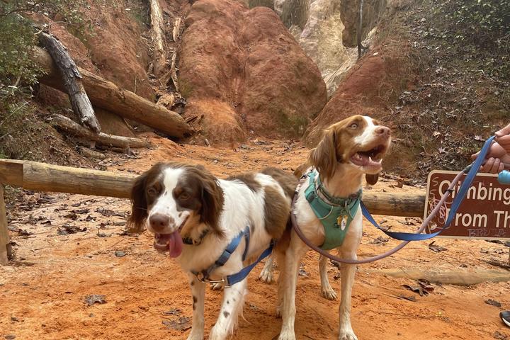 Pet Friendly Providence Canyon State Park