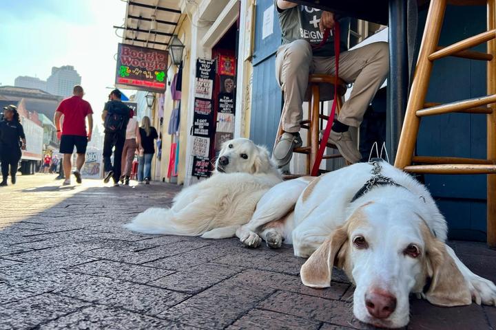Pet Friendly Spirits on Bourbon Street