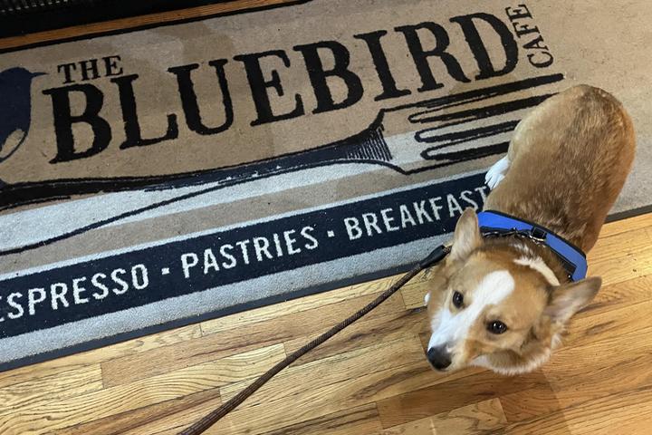 Pet Friendly Bluebird Café