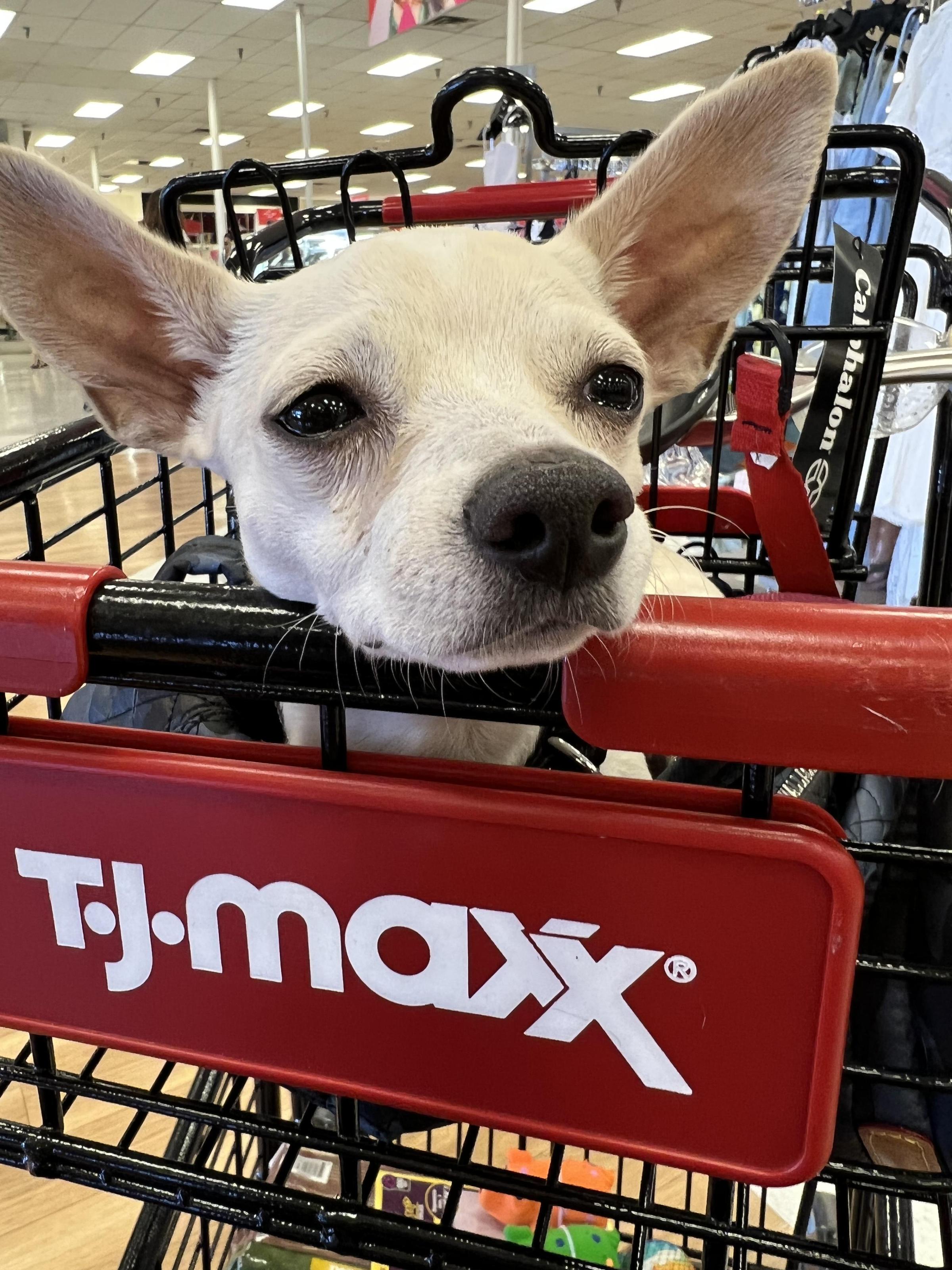 are dogs allowed in grocery stores in arizona