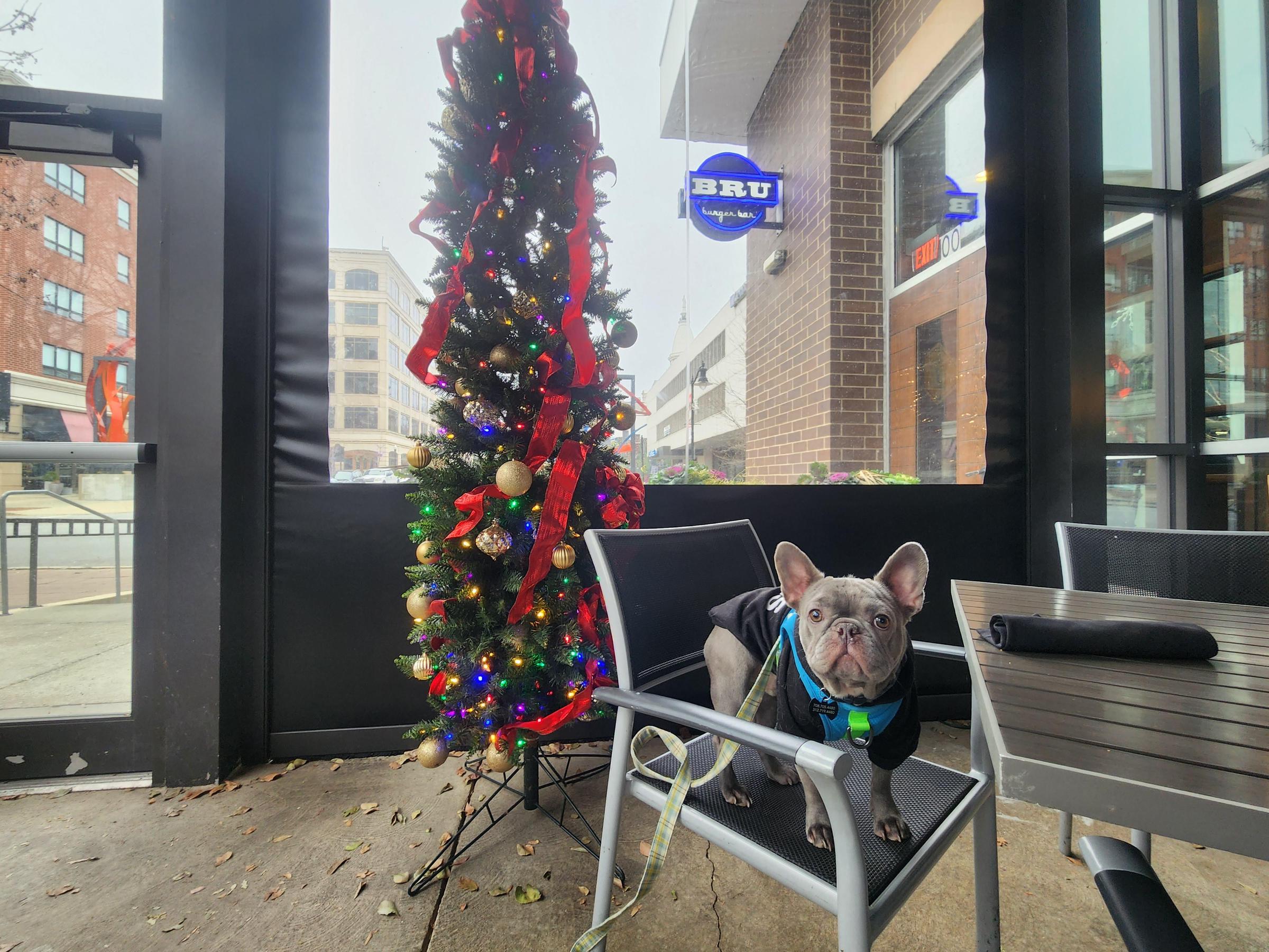 BRU Burger Bar Lafayette Pet Policy