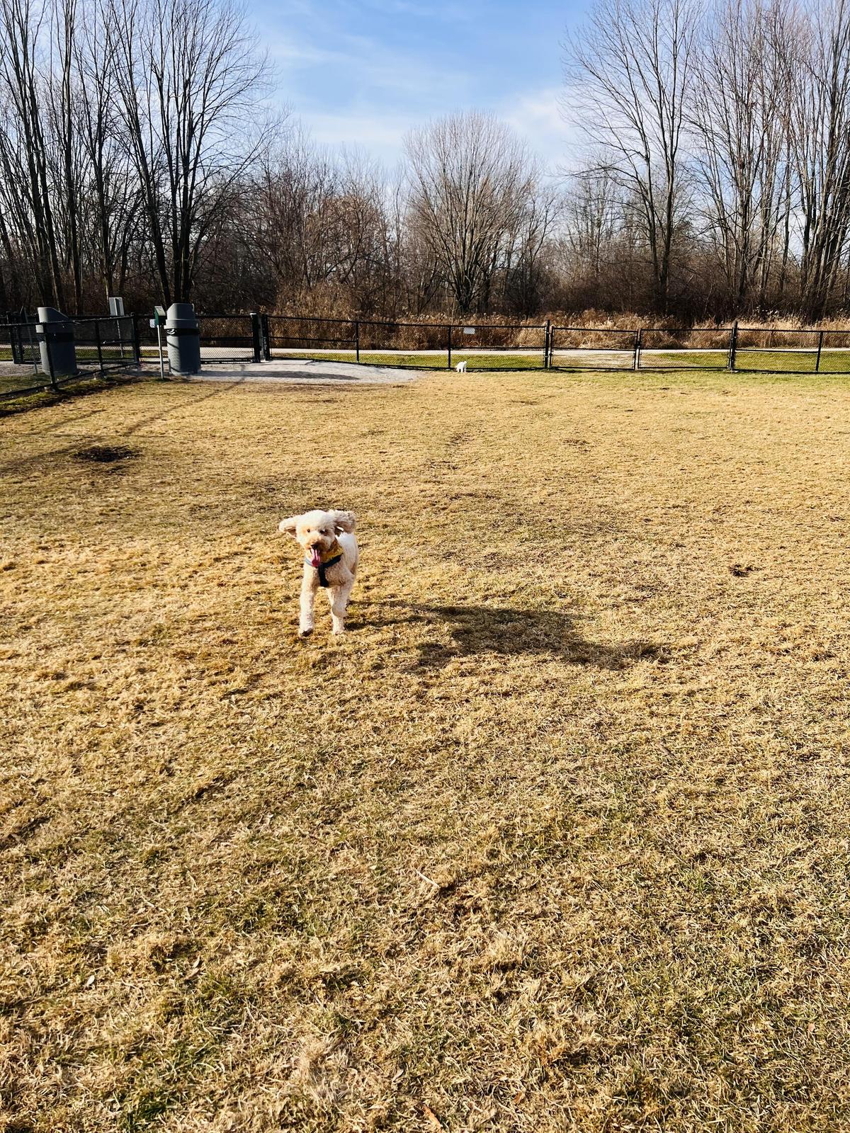 Off Leash Dog Parks in Bradford West Gwillimbury ON BringFido