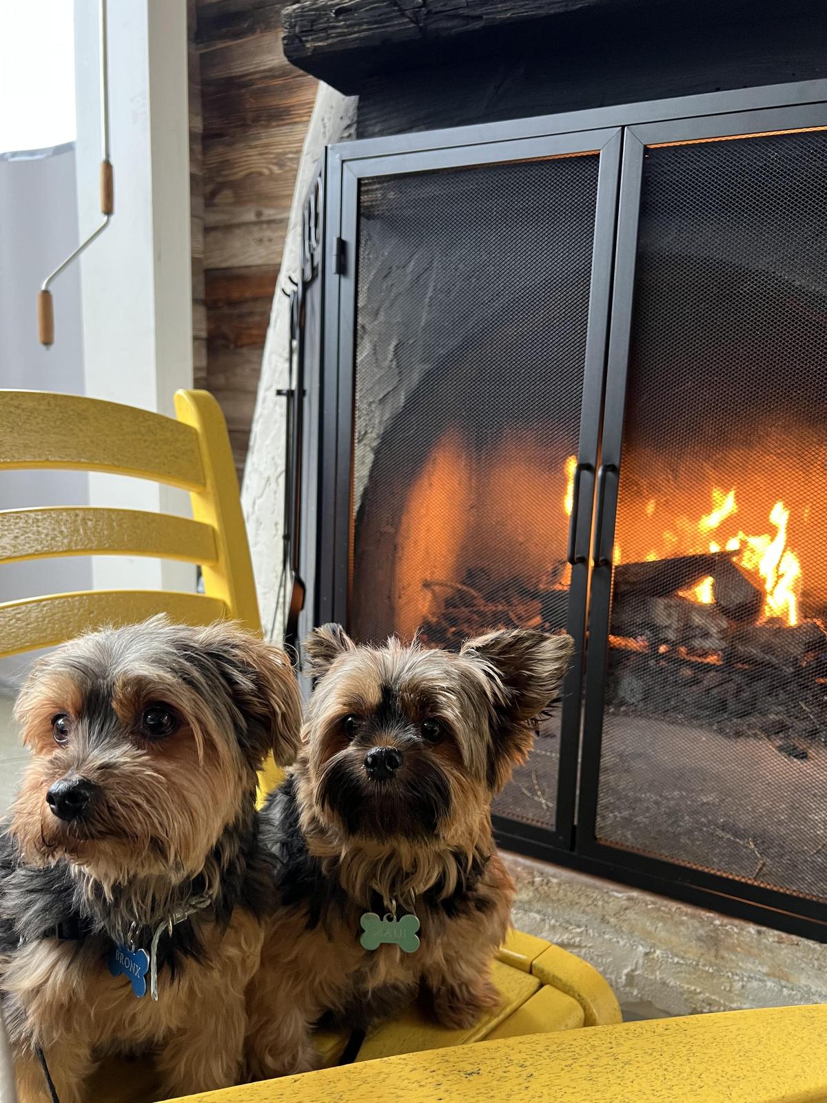 Dog-Friendly Restaurants in Folly Beach: Dine With Your Furry Companion