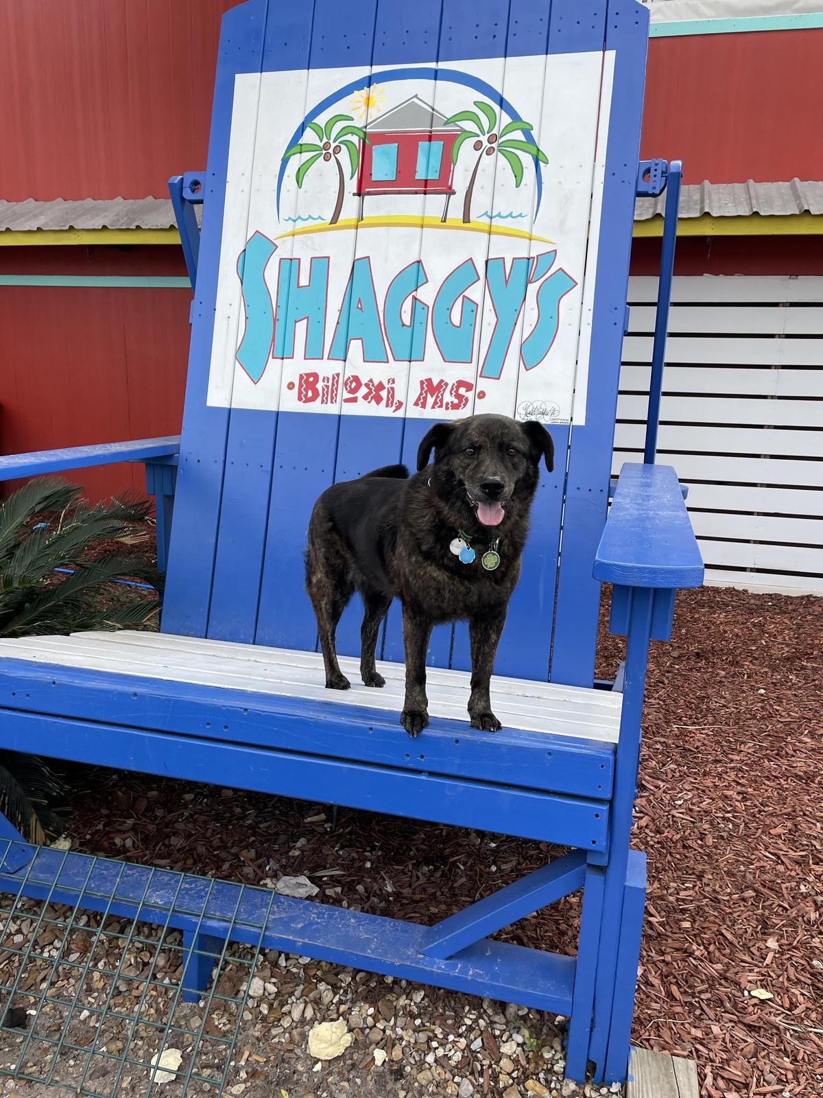 Shaggy s Biloxi Beach Pet Policy