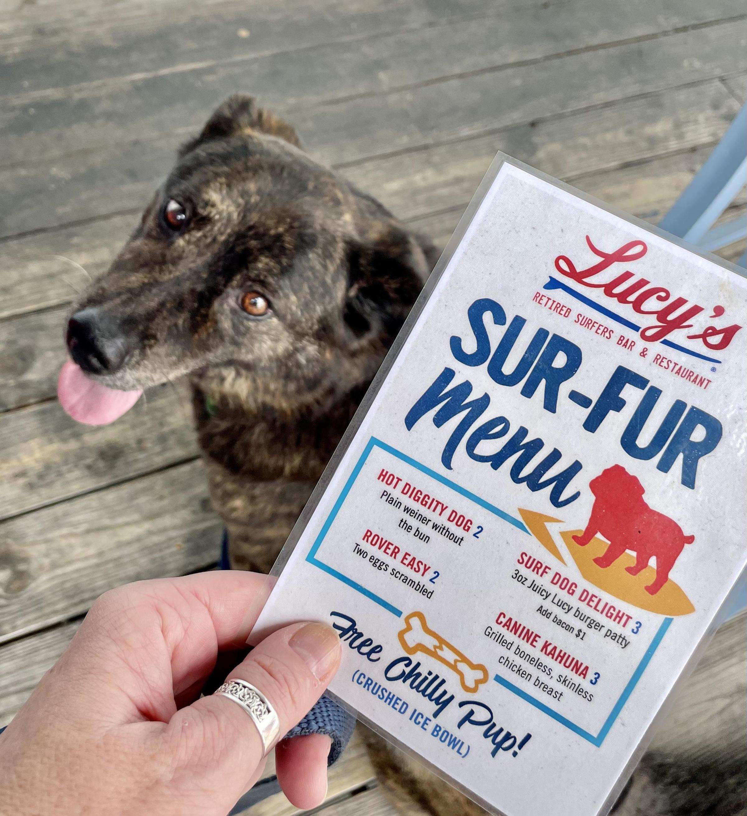 Pet Friendly Lucy's Retired Surfers Bar & Restaurant