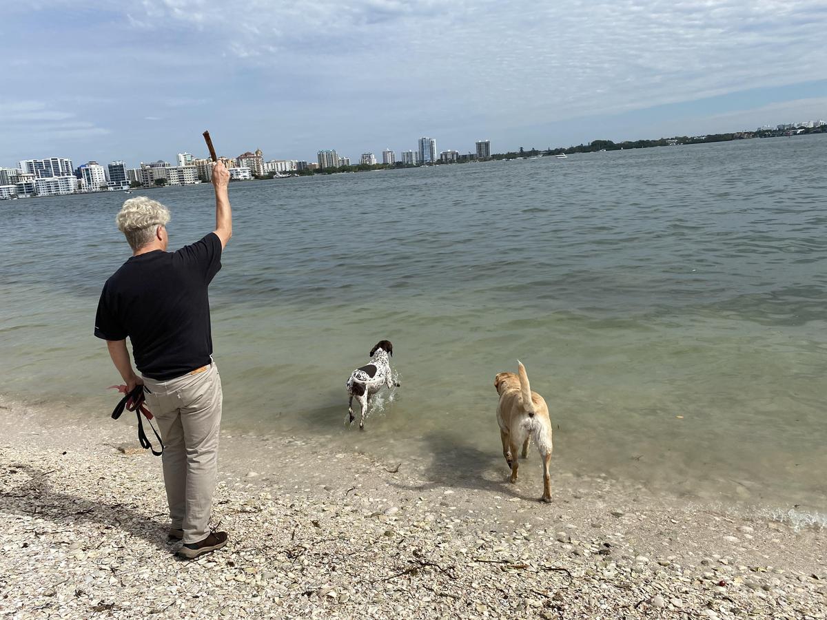 Discovering the Gorgeous Dog Beach in Sarasota, FL: A Pet Lover's Paradise