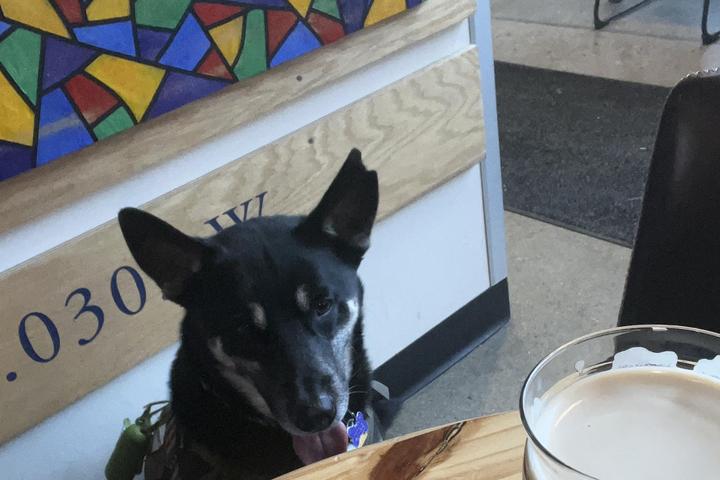 Pet Friendly Endeavor Brewing and Spirits