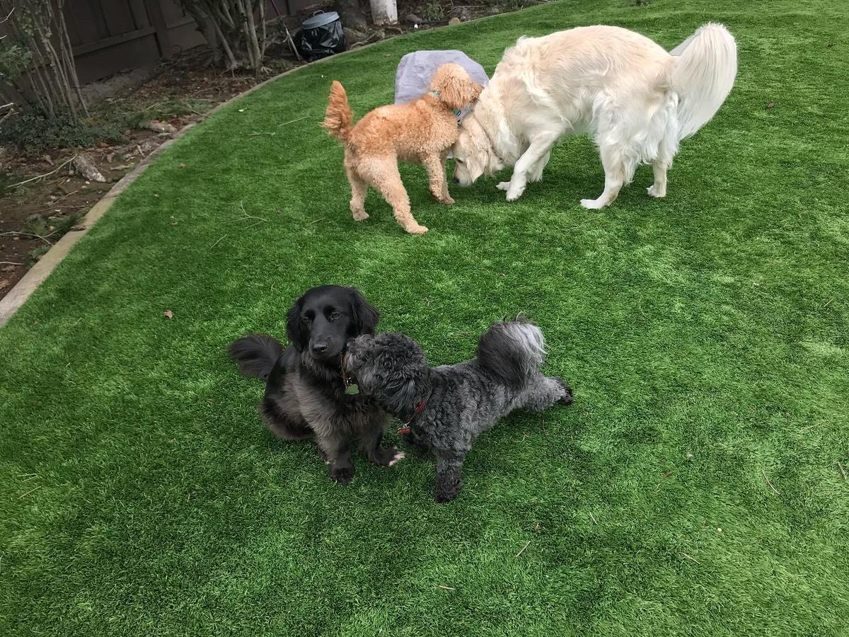 The Meadows Canine Camp