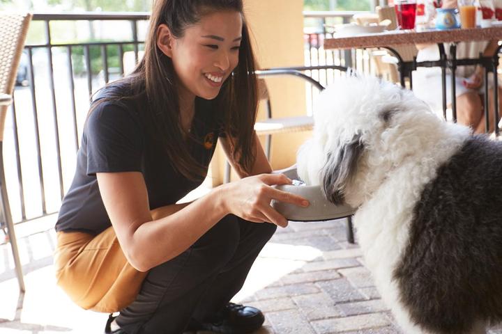 Pet Friendly Another Broken Egg Cafe