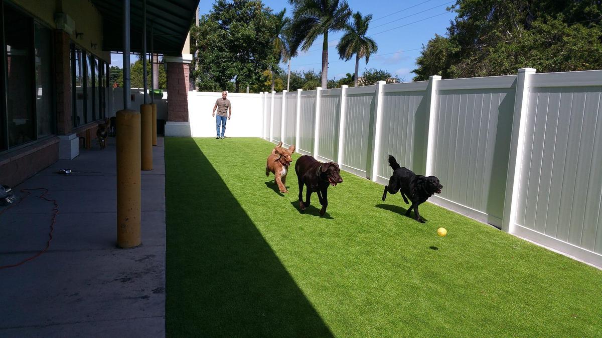 Doggy Day Care in Boynton Beach: The Ultimate Guide for Pet Lovers