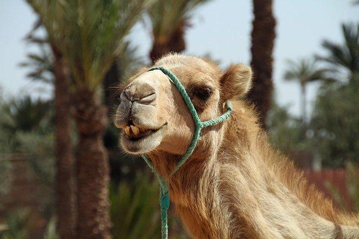 Pet Friendly Private Sunset Camel Ride in the Palm Grove of Marrakech