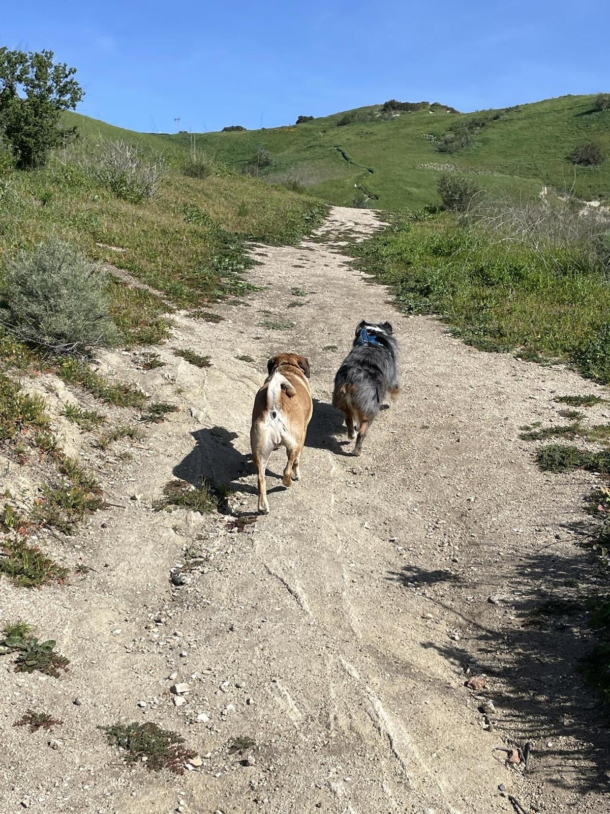 Hiking with a outlet dog near me