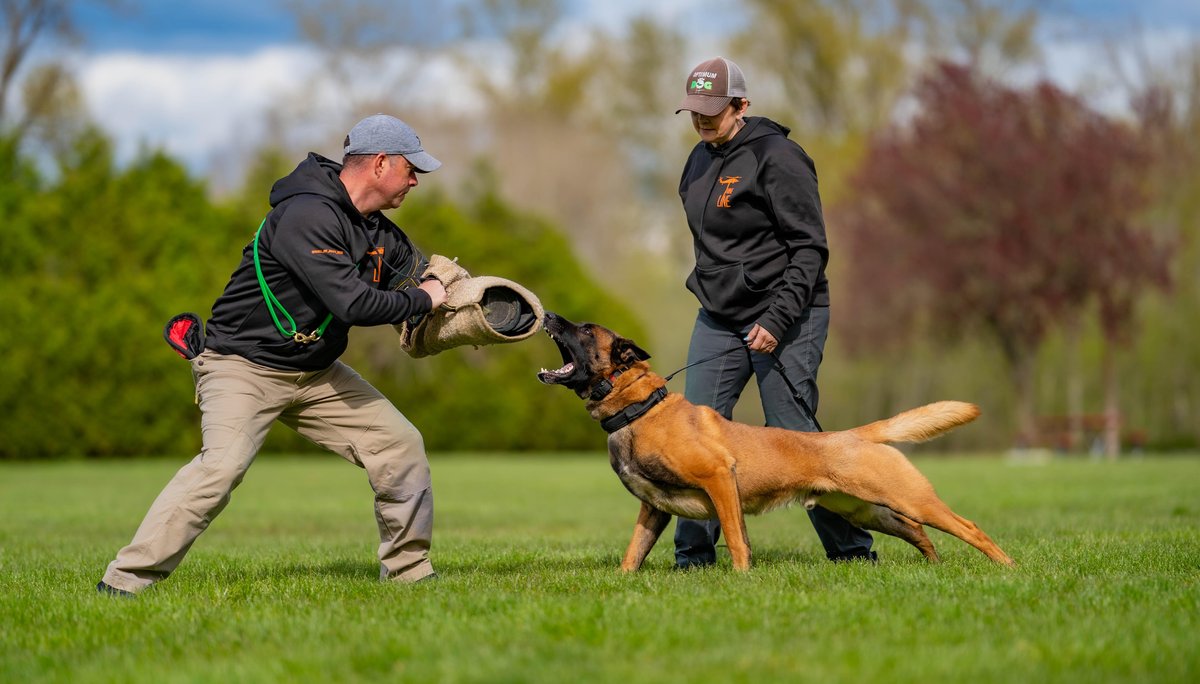 A dog undergoes specific training under the guidance of Optimum Dog, a training service for pets in Mount Vernon, WA.
