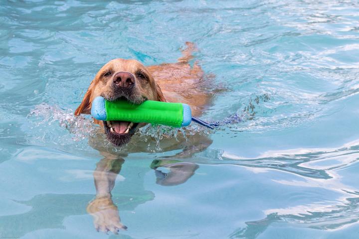 Pet Friendly Jessie’s Pool Canine Hydrotherapy