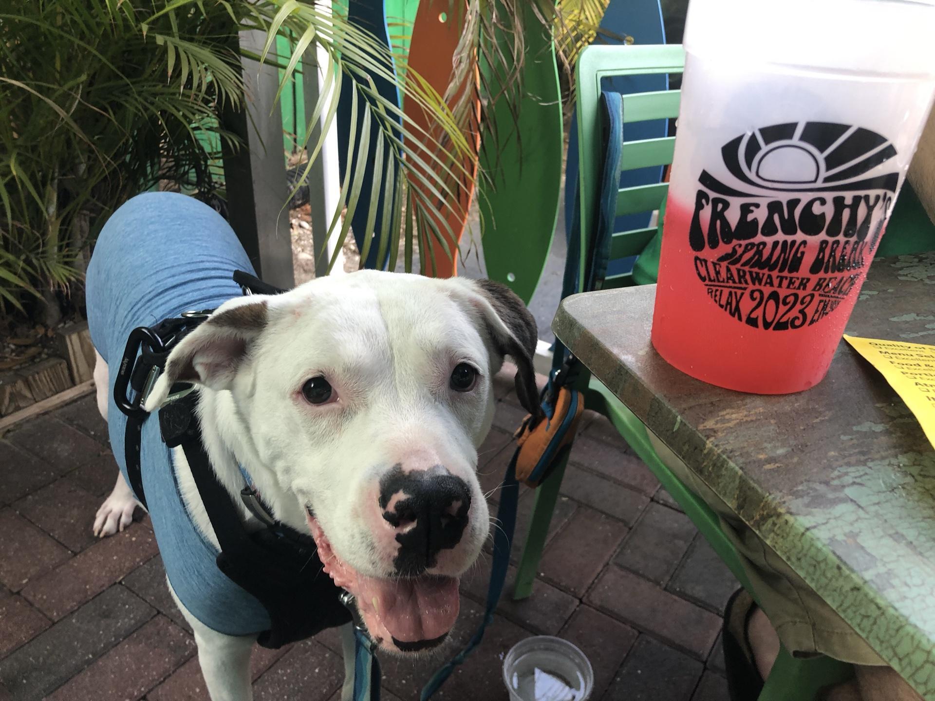 Pet Friendly Frenchy's Saltwater Cafe
