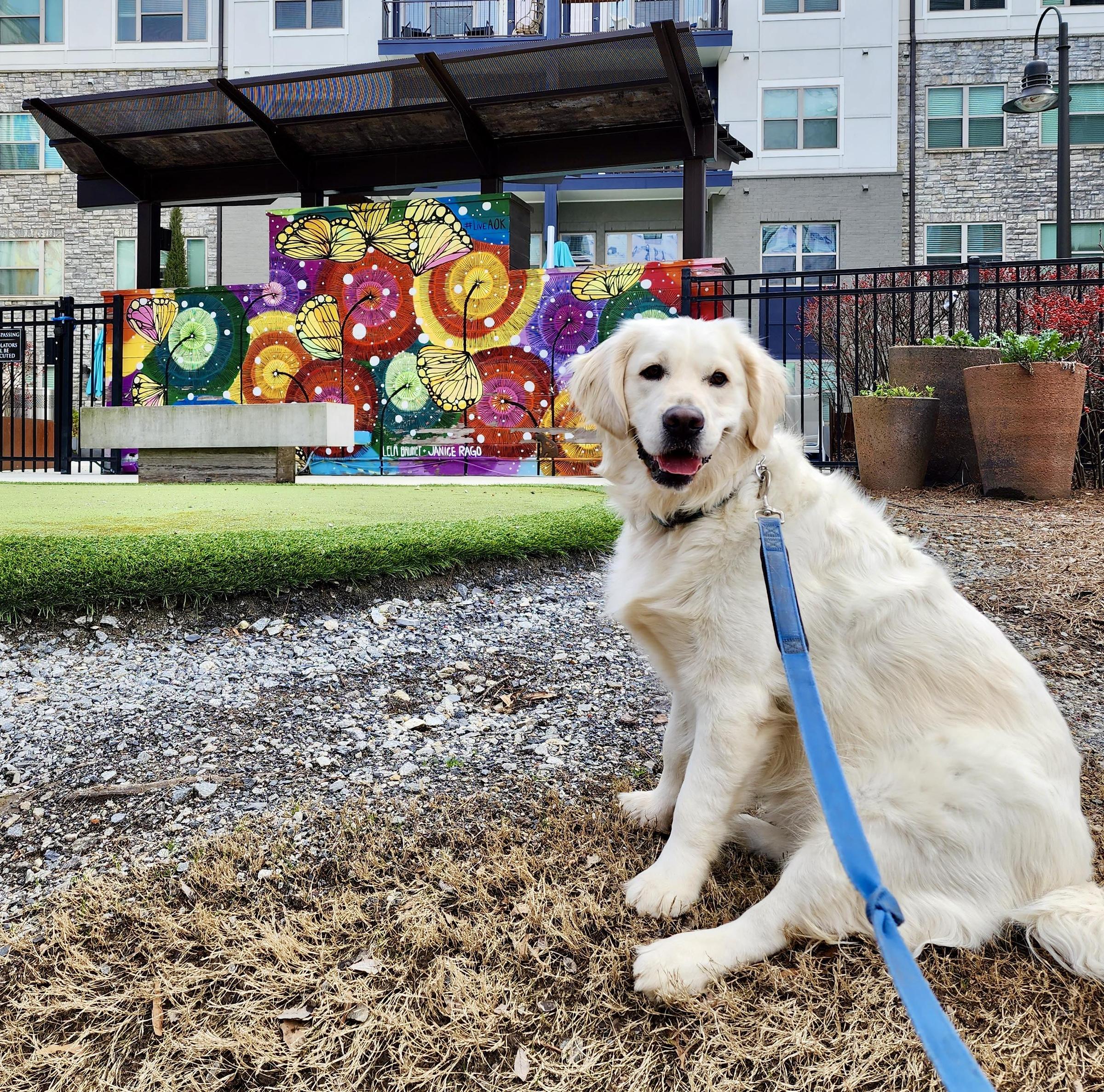 Pet Friendly Barks & Bites: Doggie Food Crawl on the Atlanta BeltLine