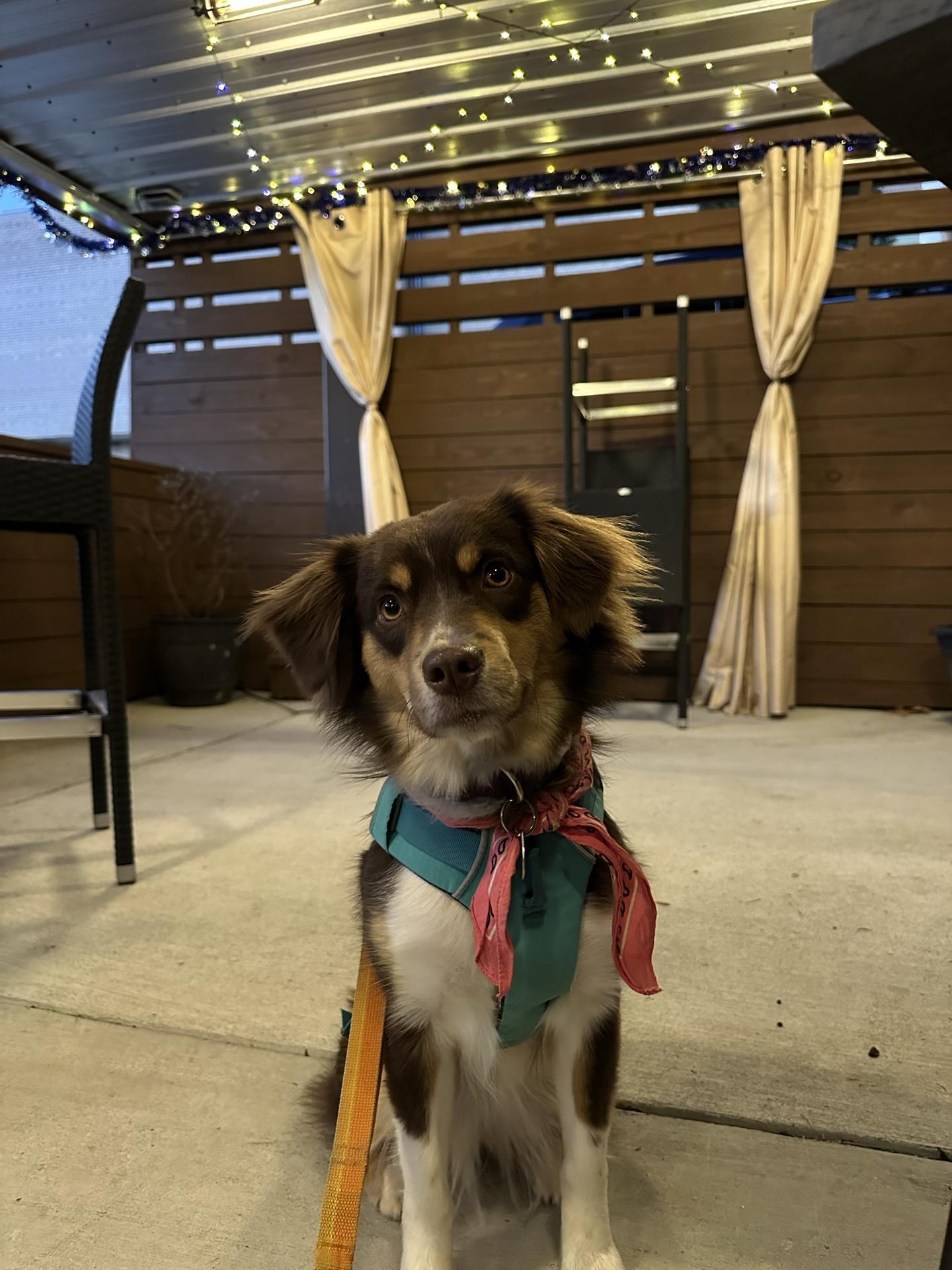 The Poe House Pet Policy