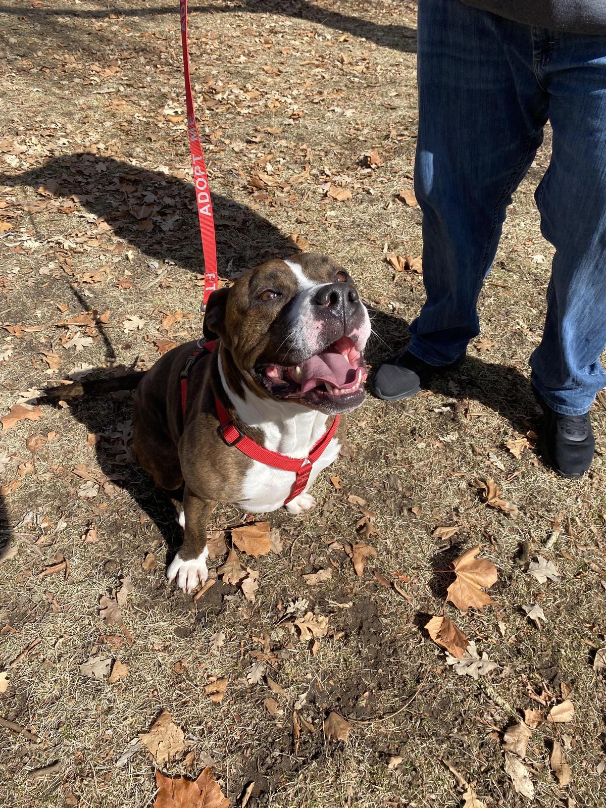 Dog Dates at Nevada Humane Society