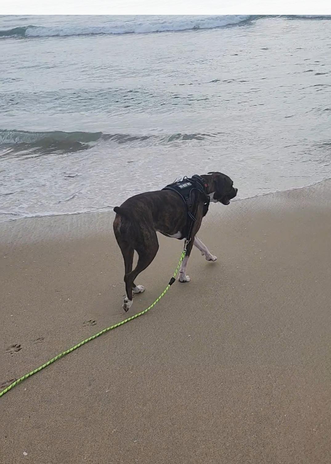 Long beach store island dog beach