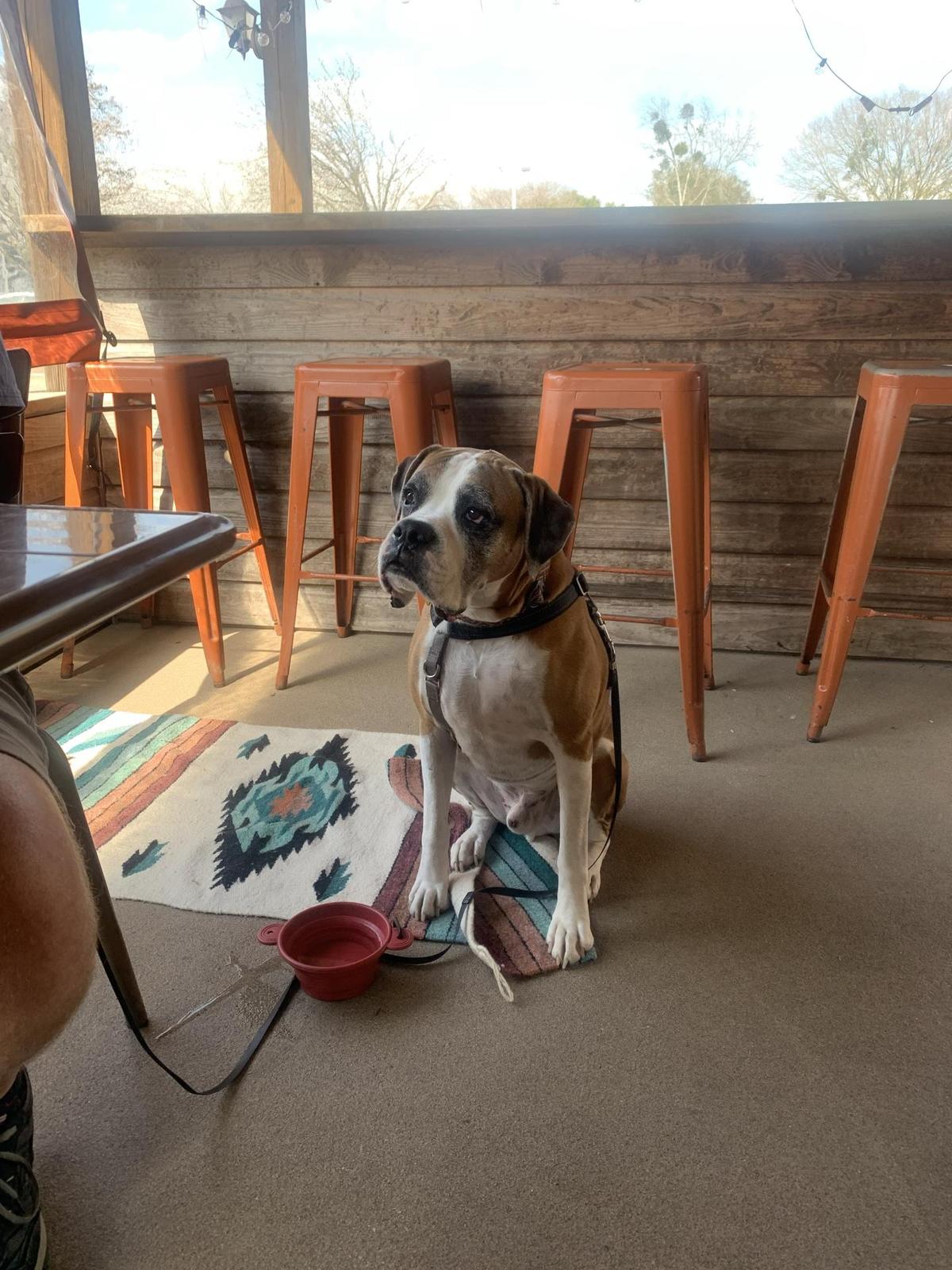 Empa Taco Is Pet Friendly