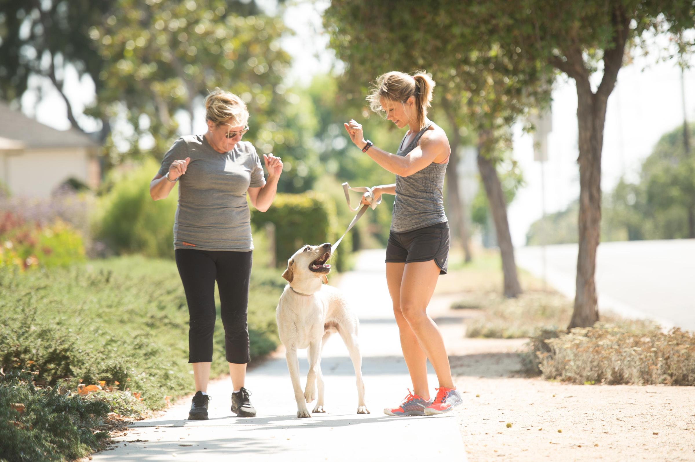 Pet Friendly Leash Walking Workshop