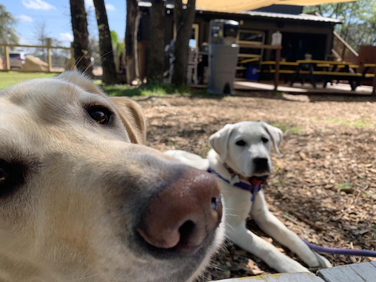 SLAB BBQ Beer Pet Policy