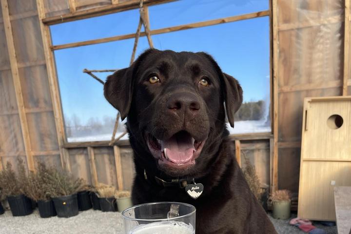 Pet Friendly Wood Brothers Brewing Company