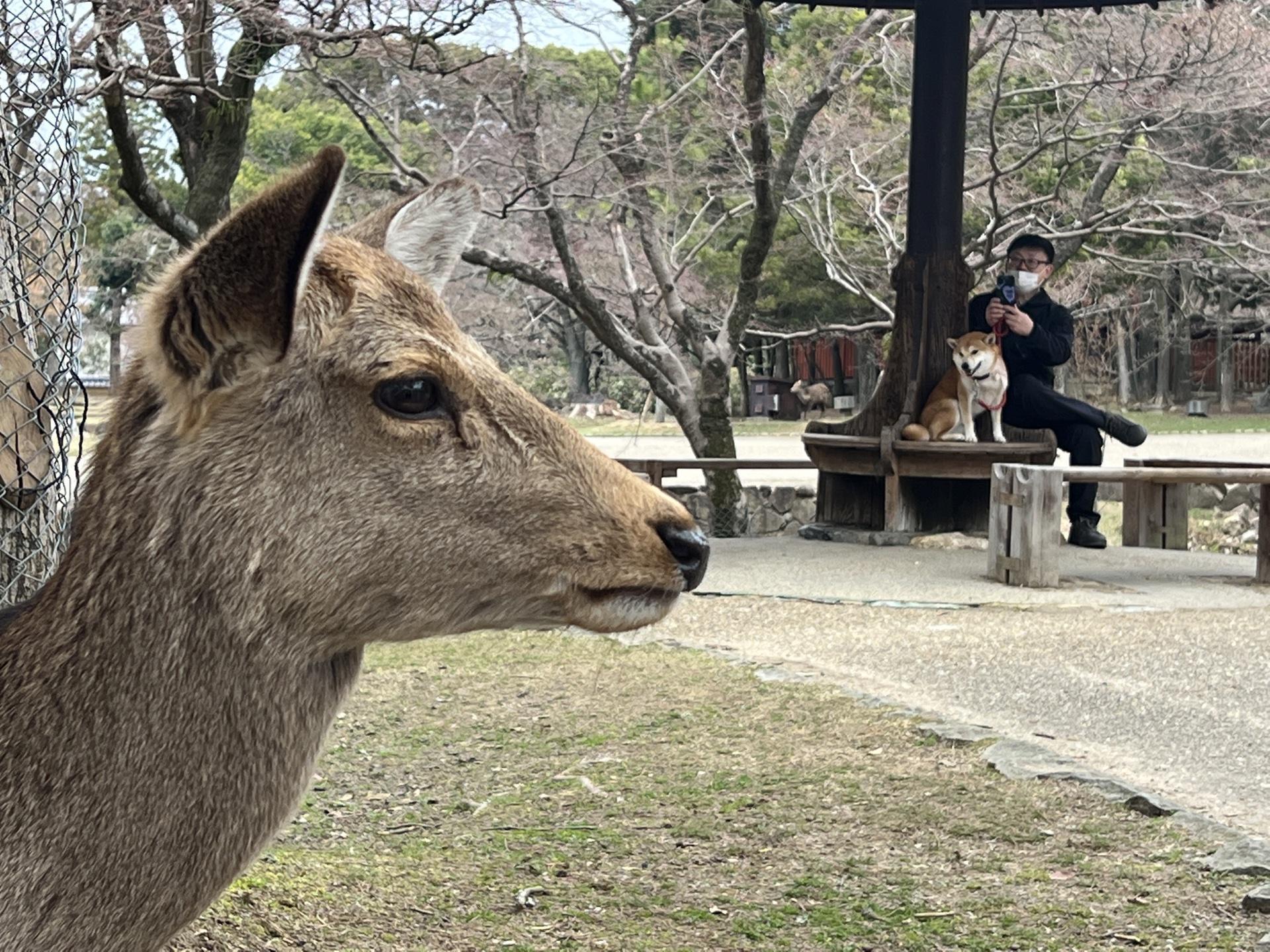 Pet Friendly Nara Park