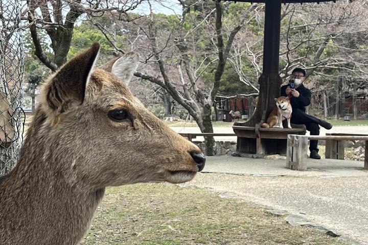 Pet Friendly Nara Park