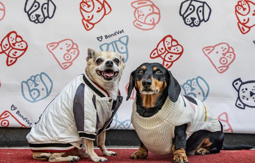 Pet Friendly Bond Vet - Watertown Pet Easter Photos