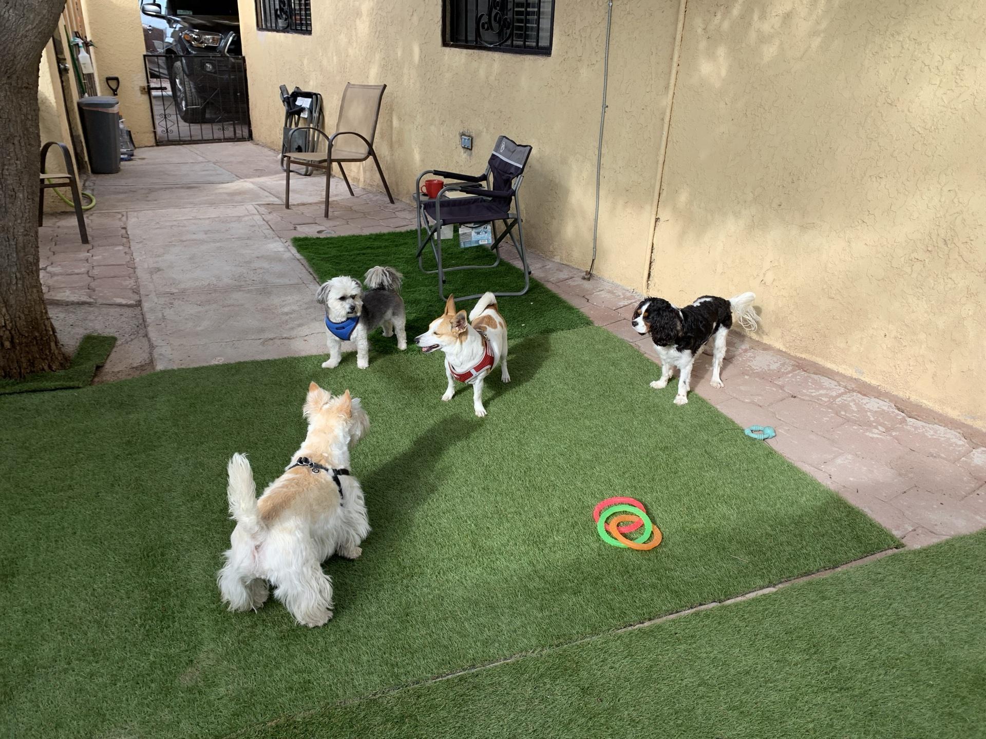 Directory of Doggie Daycare & Boarding in Mexico & the Caribbean - BringFido