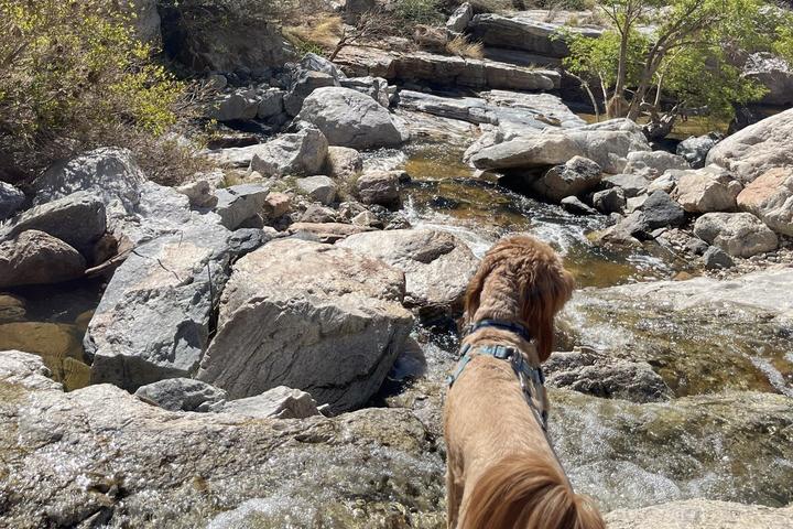 Pet Friendly Lower Tanque Verde Falls