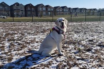 Miller Avenue Off-leash Dog Park On