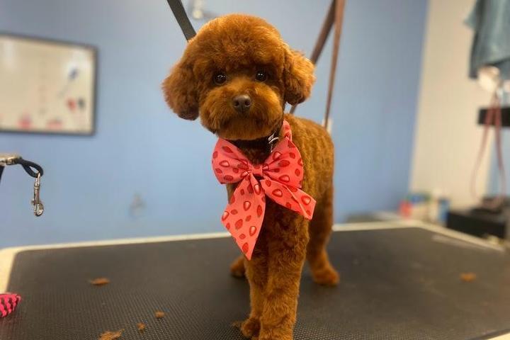 Pet Friendly Golden Tails Grooming