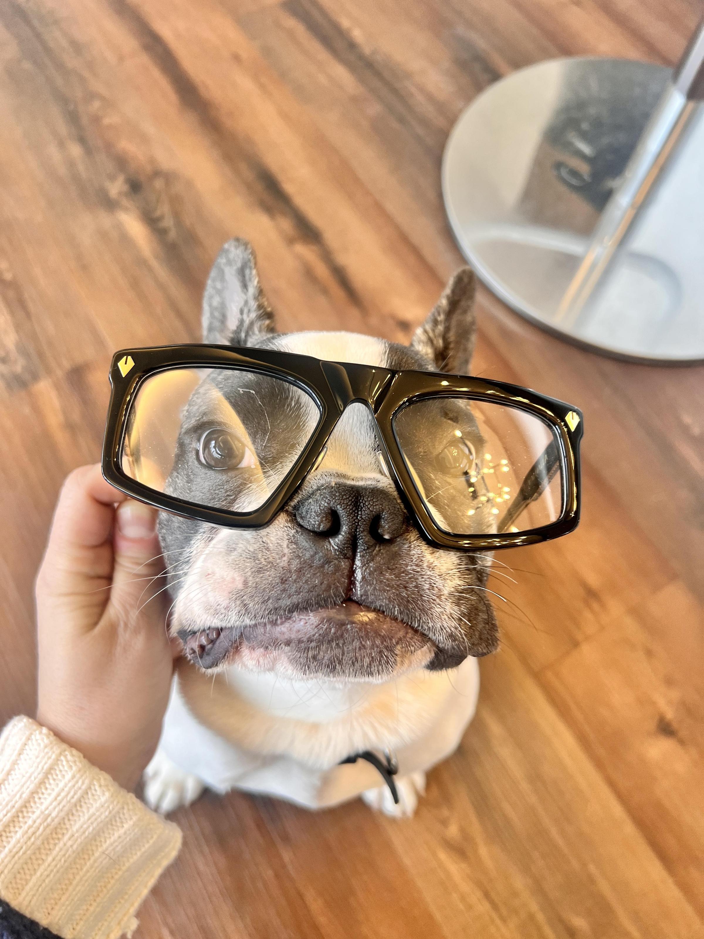 Pet Friendly Opt Eyewear Boutique