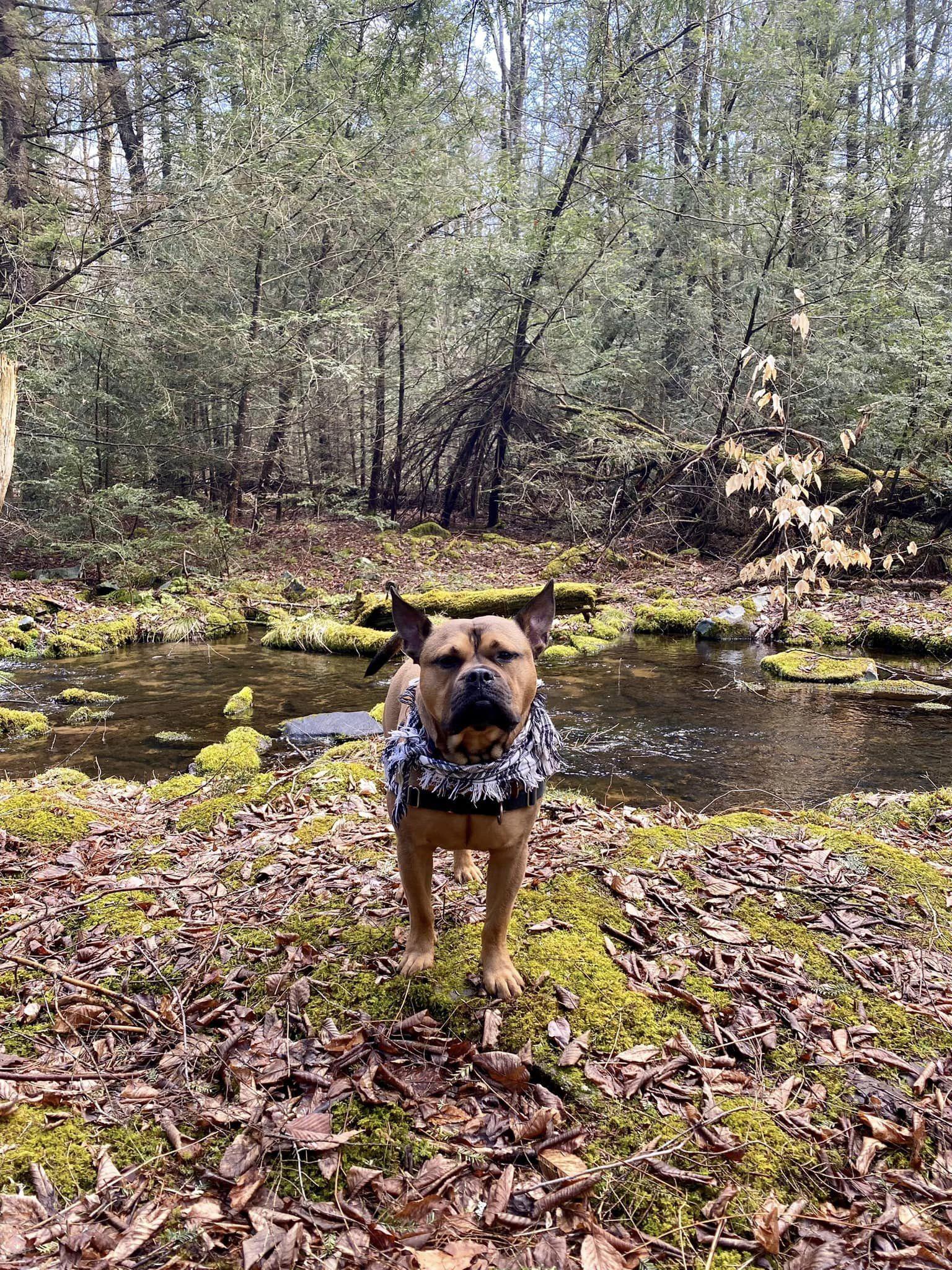 Pet Friendly Promised Land State Park