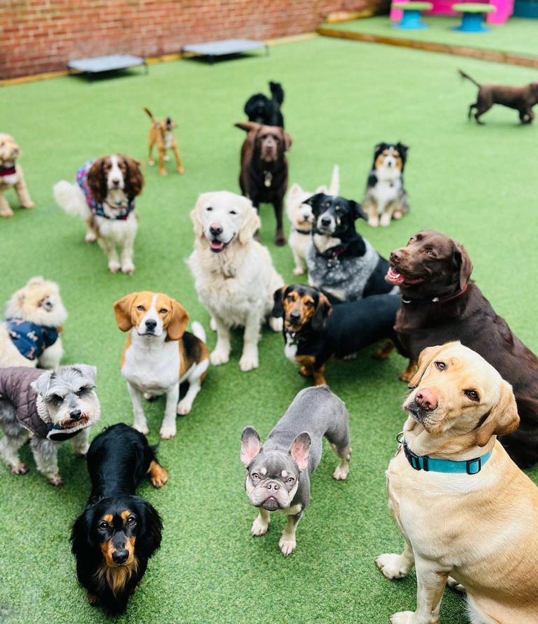 Pet Friendly Faye's Doggy Daycare Boutique