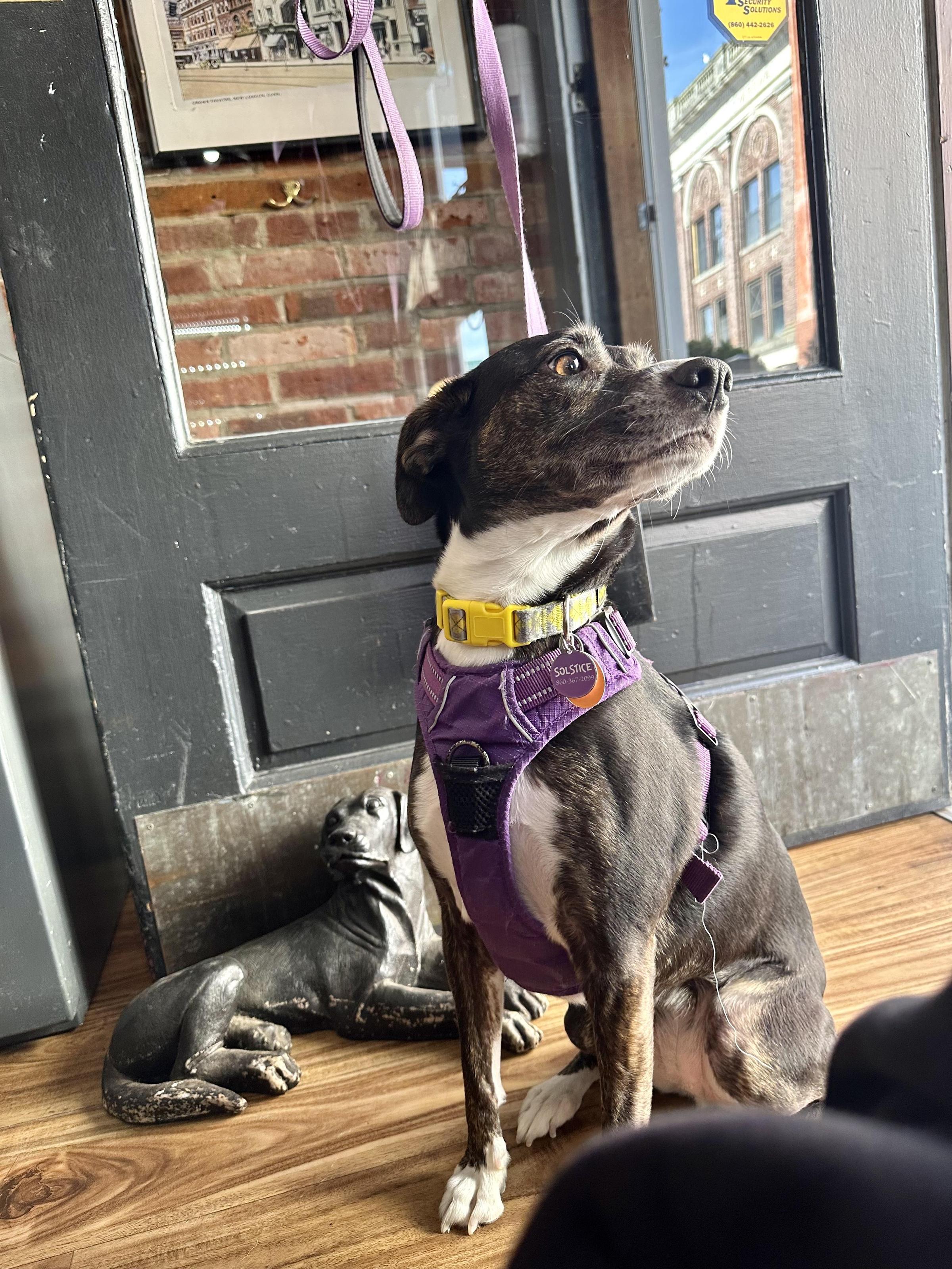 Pet Friendly Muddy Waters Cafe