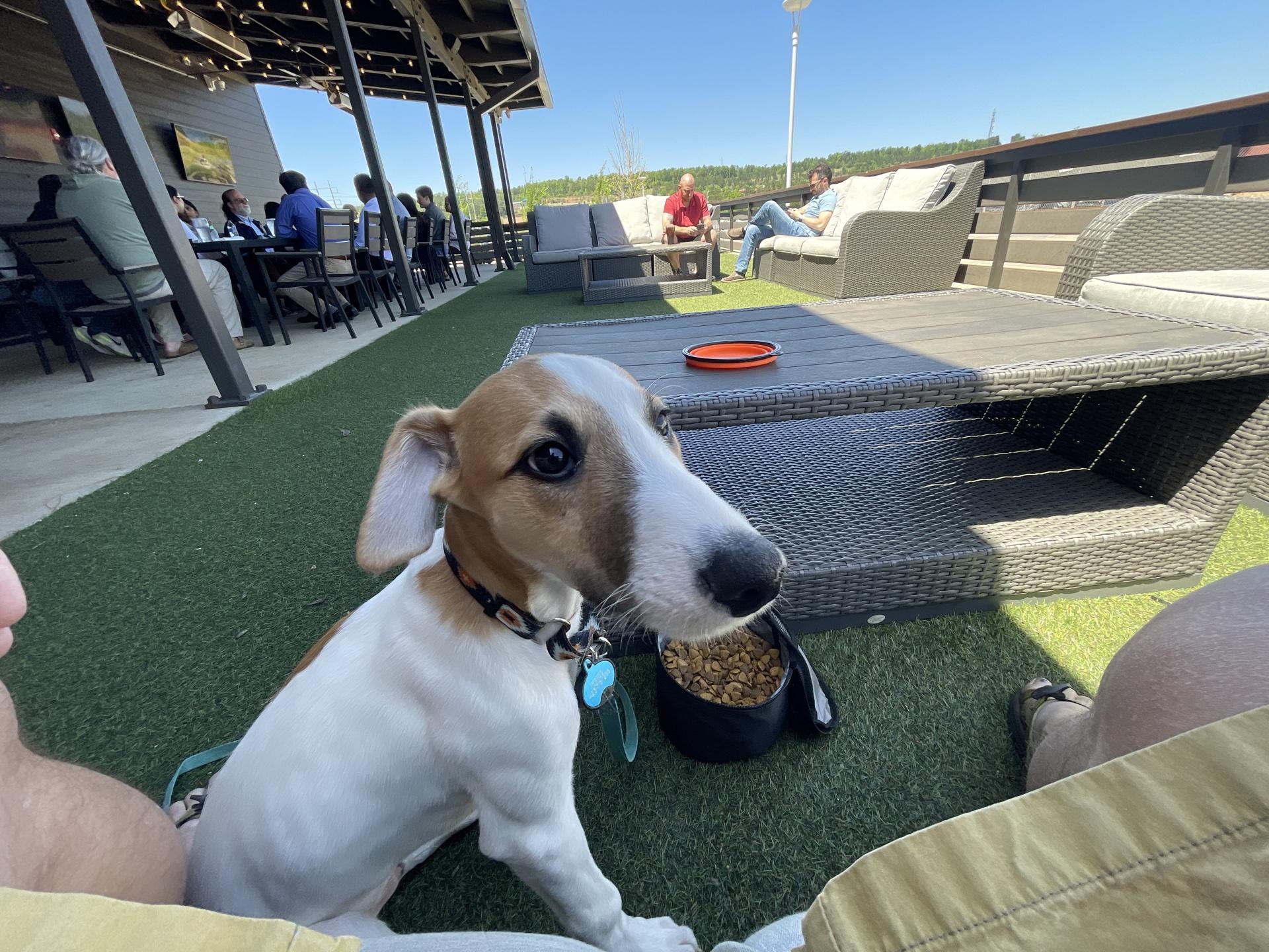 WalkOn's Sports Bistreaux Pet Policy