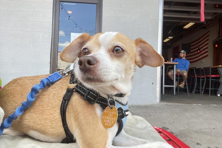 Pet Friendly Red Silo Brewing Company