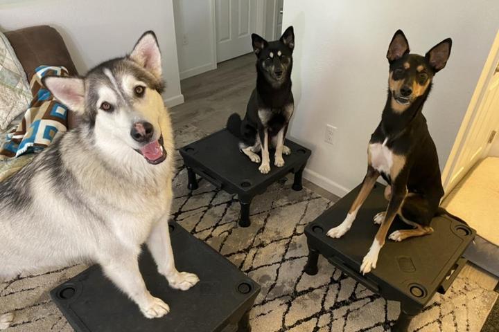 Pet Friendly Puppuccinos Dog Daycare