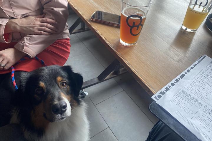 Pet Friendly Other Half Brewing Company