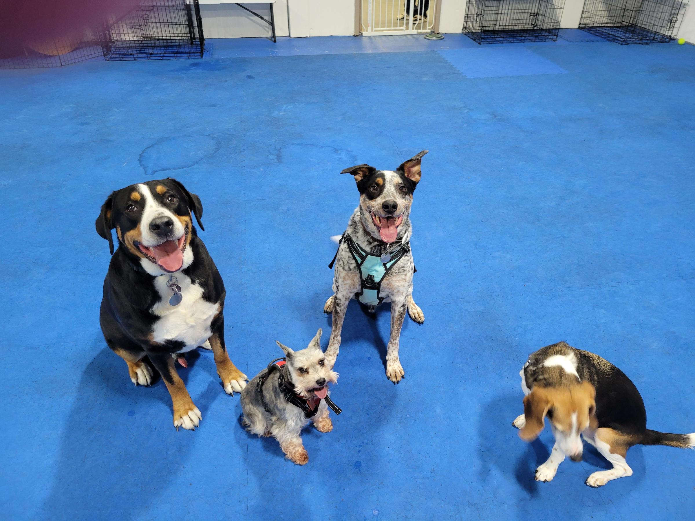 Pet Friendly Puptopia Training and Trims